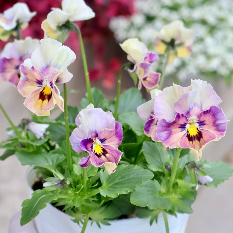 画像の現品1点限り!! ロカハーツ「ホルシス」＜26番＞