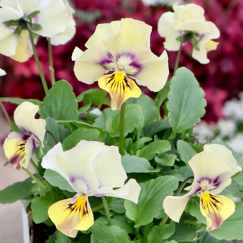 画像の現品1点限り!! ロカハーツ「ホルシス」＜27番＞