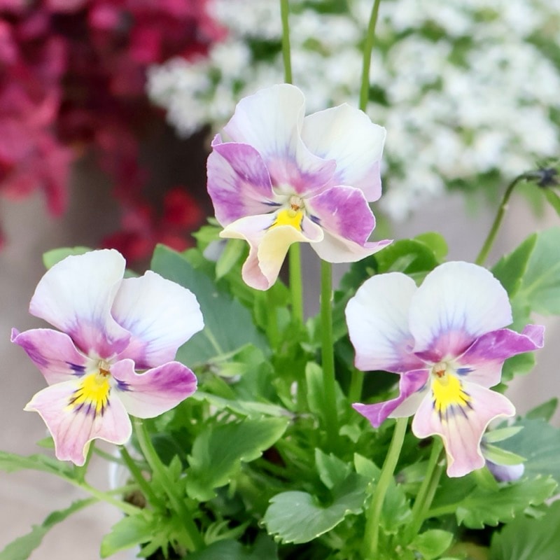 画像の現品1点限り!! ロカハーツ「ホルシス」＜28番＞