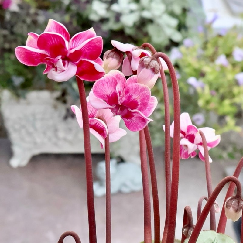 画像の現品☆八重咲きミニシクラメン「メルシー(フェアリーピコ)」<8>