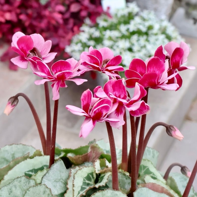 画像の現品☆八重咲きミニシクラメン「メルシー(フェアリーピコ)」<9>