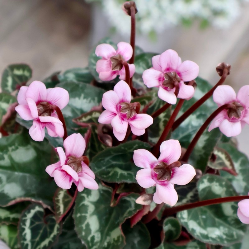 画像の現品☆八重咲きミニシクラメン「メルシー(フェアリーピコ)」<10>