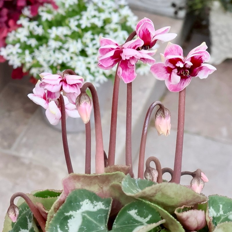 画像の現品☆八重咲きミニシクラメン「メルシー(フェアリーピコ)」<11>