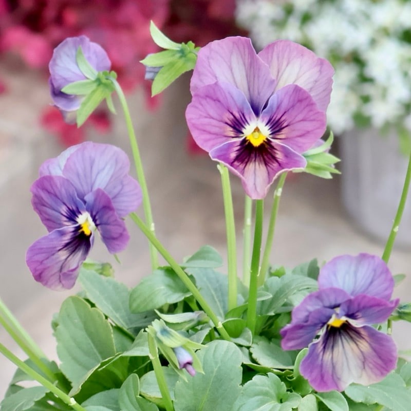 画像の現品1点限り☆ビオラ・なごみももか「しんしん」SP18(3.5号ポット)