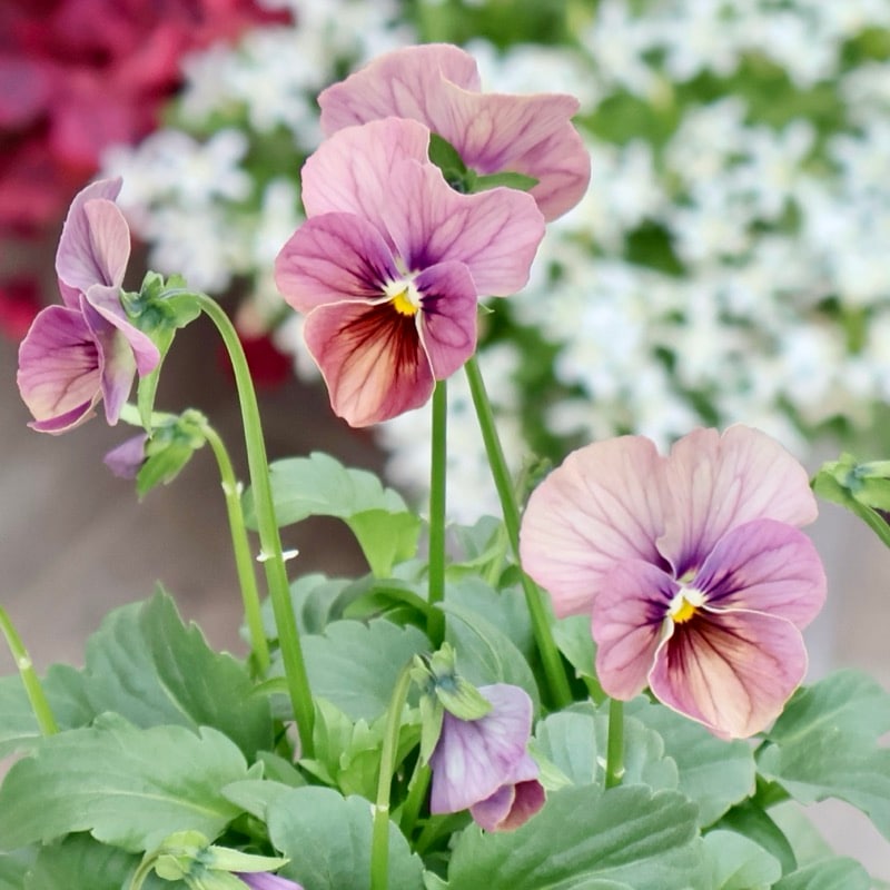 画像の現品1点限り☆ビオラ・なごみももか「しんしん」SP19(3.5号ポット)