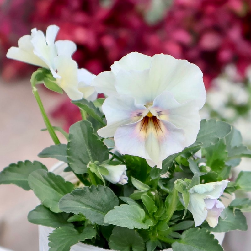 画像の現品1点限り★花日和さんのフリル咲き小輪パンジー「ペルクレア」＜56番＞