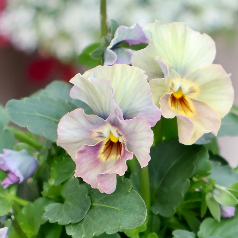 画像の現品1点限り★花日和さんのフリル咲き小輪パンジー「ペルクレア」＜57番＞