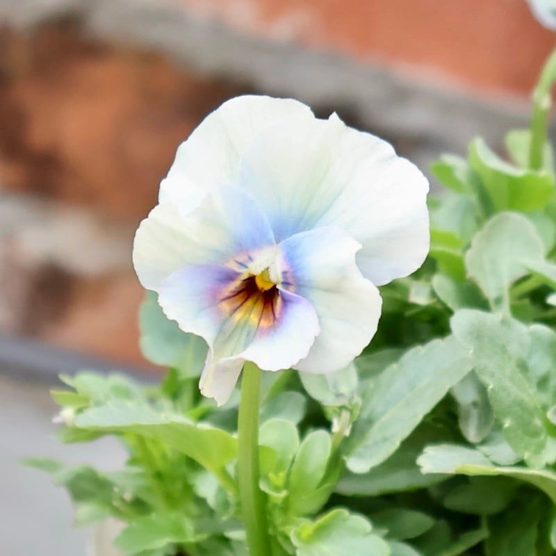 画像の現品1点限り★花日和さんのフリル咲き小輪パンジー「ペルクレア」＜58番＞