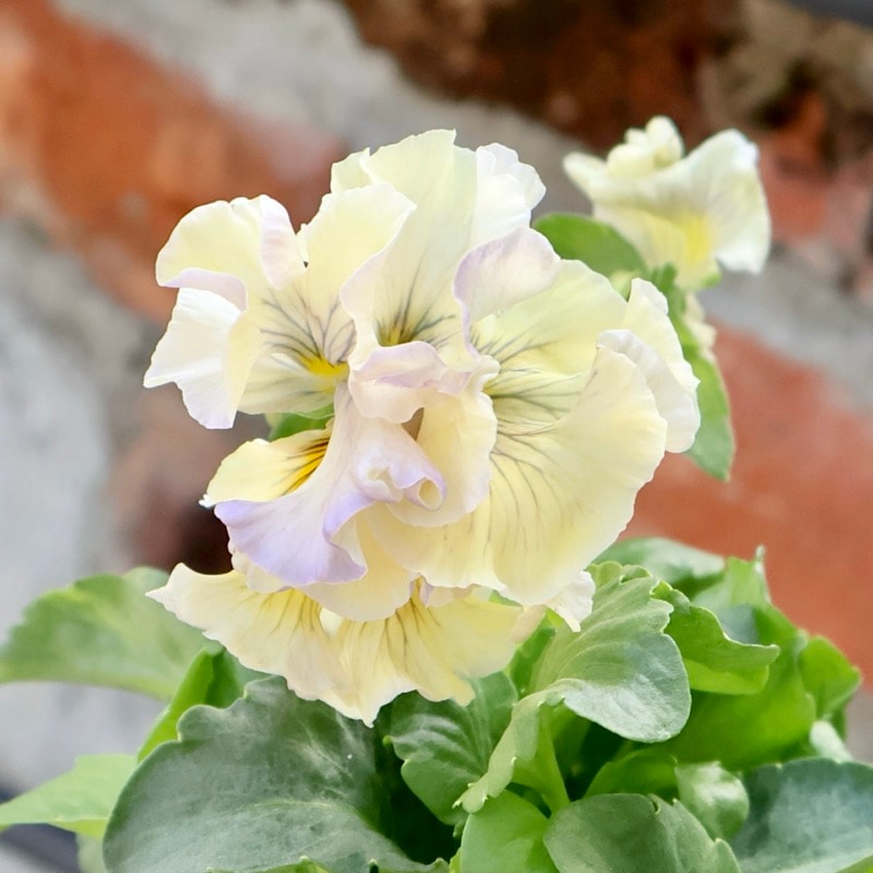 ◆ハーバリウム　183 フリルパンジーと春のお花*.:。✿*゜¨ 現品1点限り☆2025年NEWの希少品種☆フリルパンジー「彩翠華(さい