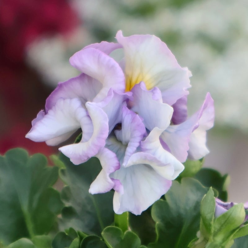 現品1点限り☆2025年NEWの希少品種☆フリルパンジー「彩翠華(さい