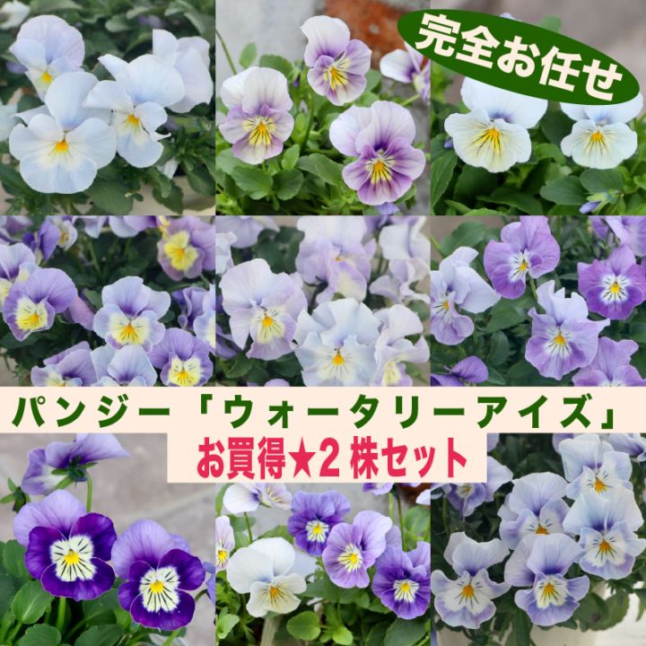 植物（花苗・植物）をブルー系の色から選ぶ｜ネット通販ショップ～風散歩～