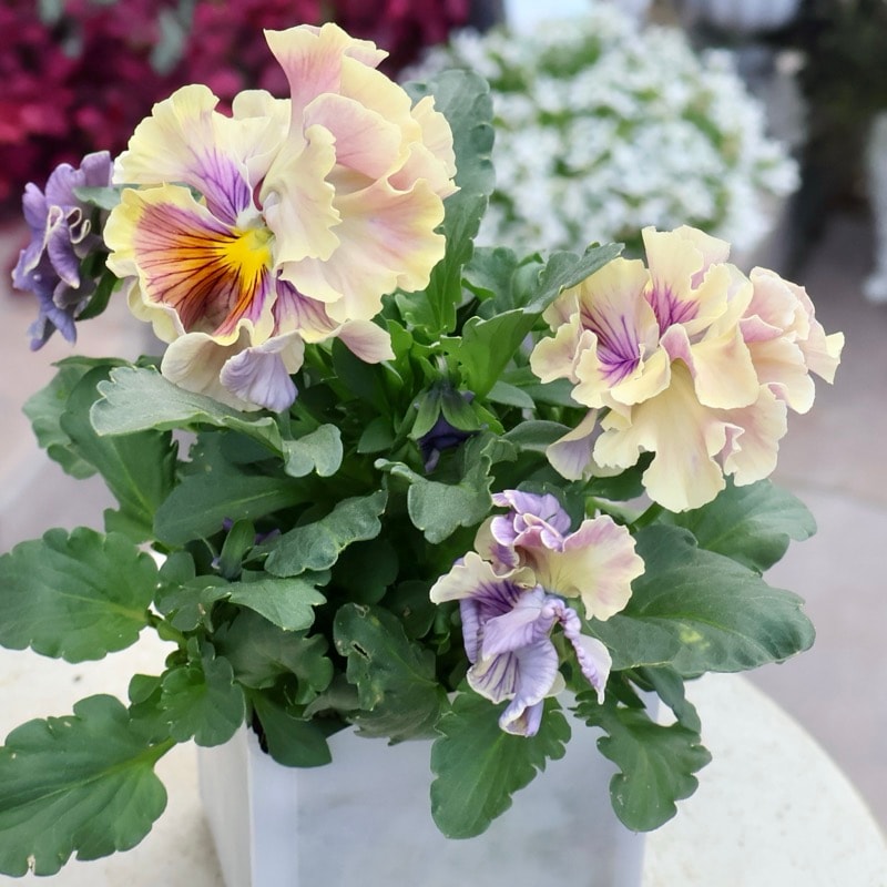 現品1点限り☆2025年NEWの希少品種☆フリルパンジー「彩翠華(さい