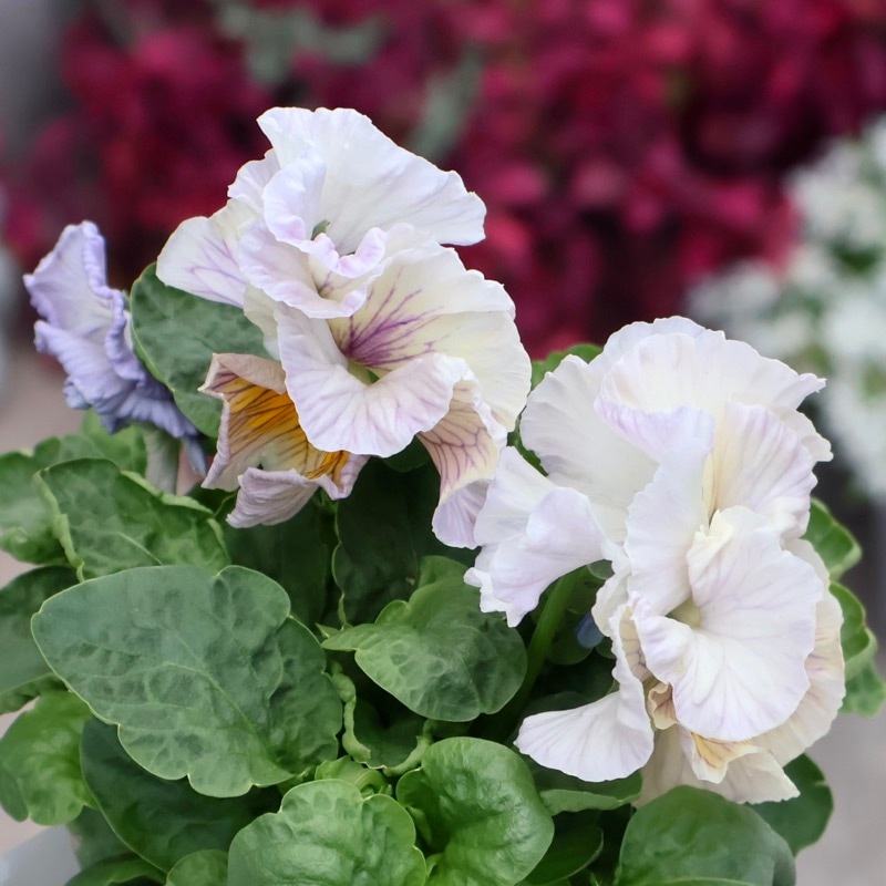 ハンドメイド♡♡水彩フラワーフリルツイン ハンドメイド♡♡水彩フラワーフリルツイン パープル