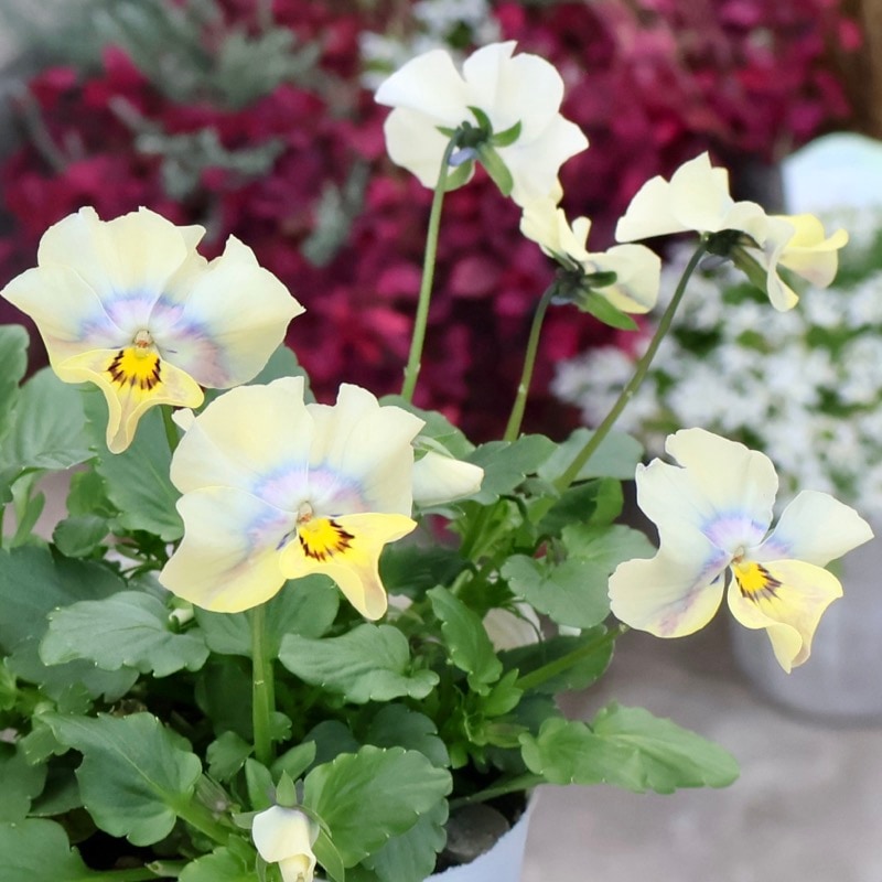 画像の現品1点限り!! ロカハーツ「ホルシス」＜29番＞