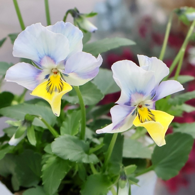 画像の現品1点限り!! ロカハーツ「ホルシス」＜31番＞