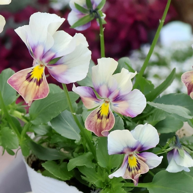 画像の現品1点限り!! ロカハーツ「ホルシス」＜32番＞