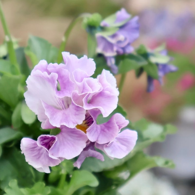 現品1点限り☆2025年NEWの希少品種☆フリルパンジー「彩翠華(さい