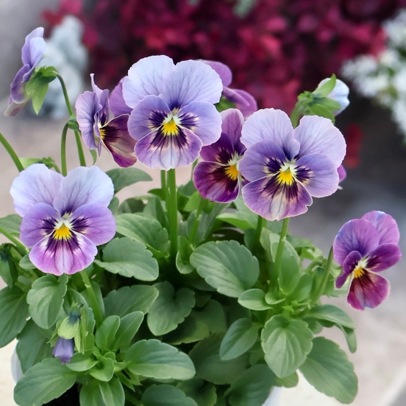 画像の現品1点限り☆ビオラ・なごみももか「しんしん」SP20(3.5号ポット)