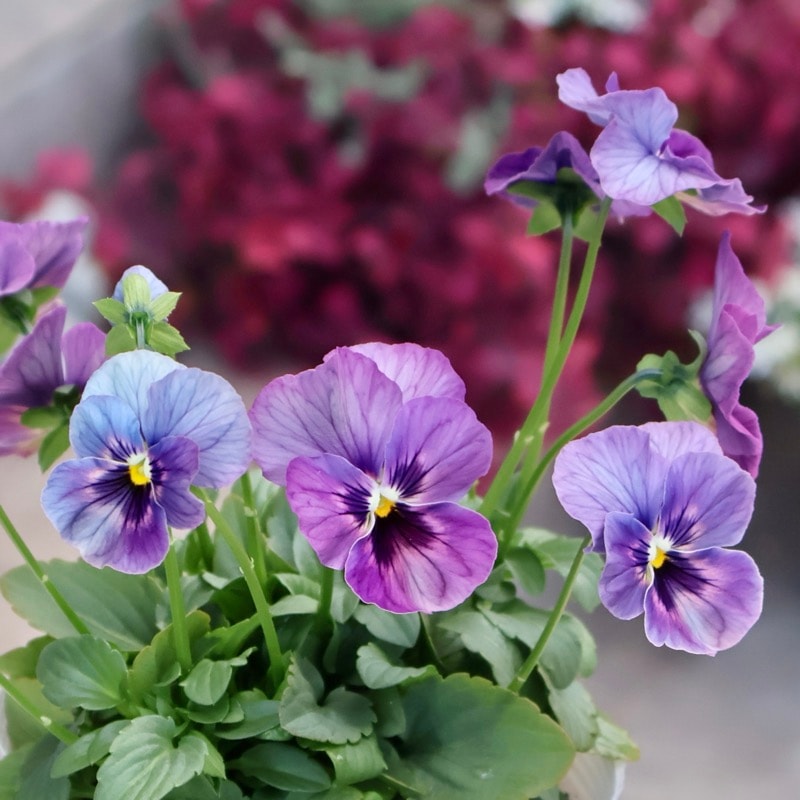 画像の現品1点限り☆ビオラ・なごみももか「しんしん」SP21(3.5号ポット)