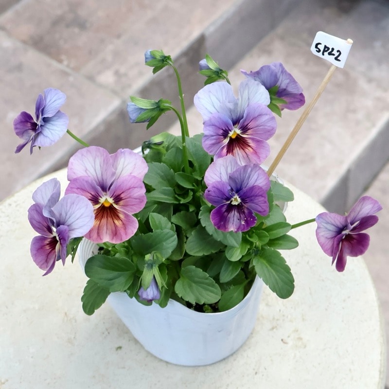 画像の現品1点限り☆ビオラ・なごみももか「しんしん」SP22(3.5号ポット)