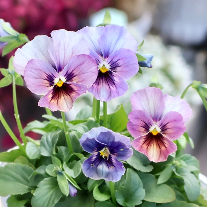 画像の現品1点限り☆ビオラ・なごみももか「しんしん」SP23(3.5号ポット)