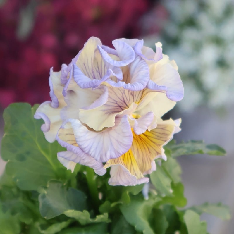 現品1点限り☆2025年NEWの希少品種☆フリルパンジー「彩翠華(さい