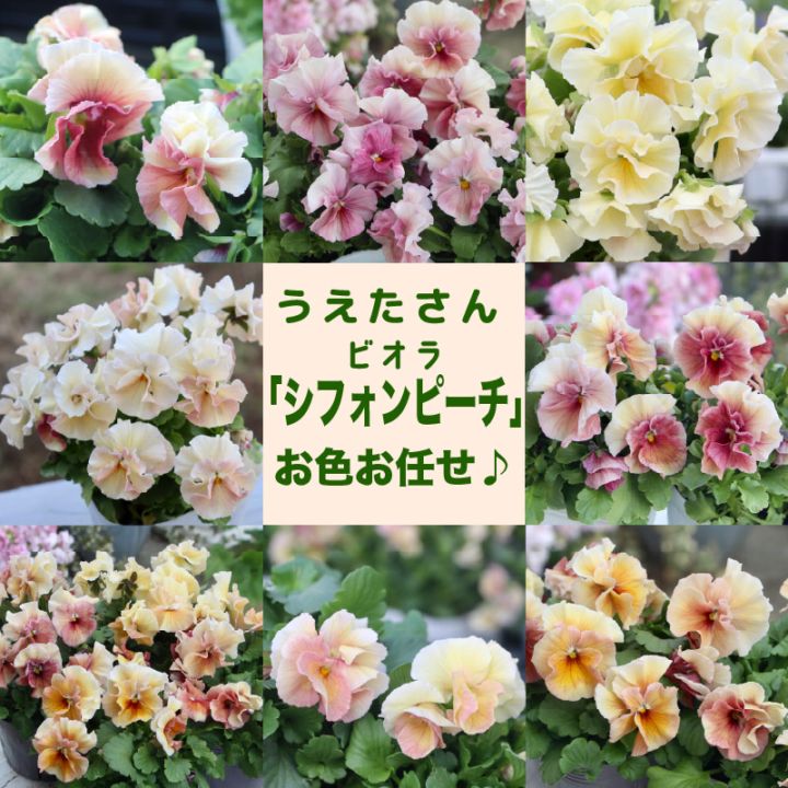 お色お任せ♪ 高知・うえたさんのビオラ「シフォンピーチ」＜色指定不可＞