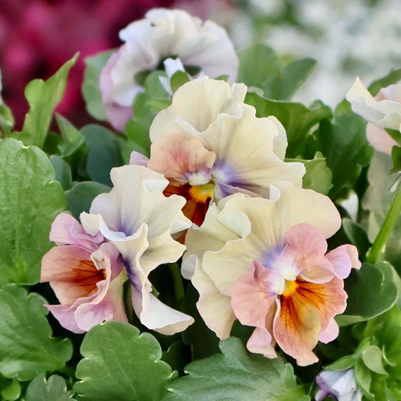 大人気 花日和ビオラ アイクルール 小さめ 24本セット 花日和さん