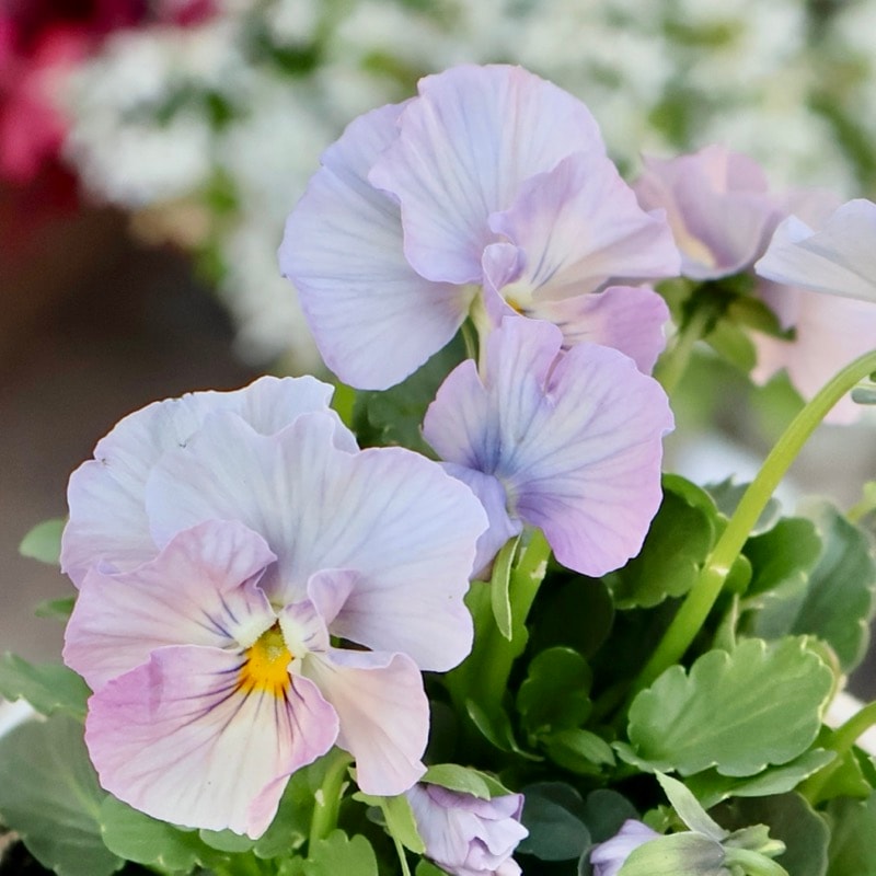 画像の現品1点限り★桐生ふぁ~む×花日和さんのビオラ「アイクルール」＜60番＞