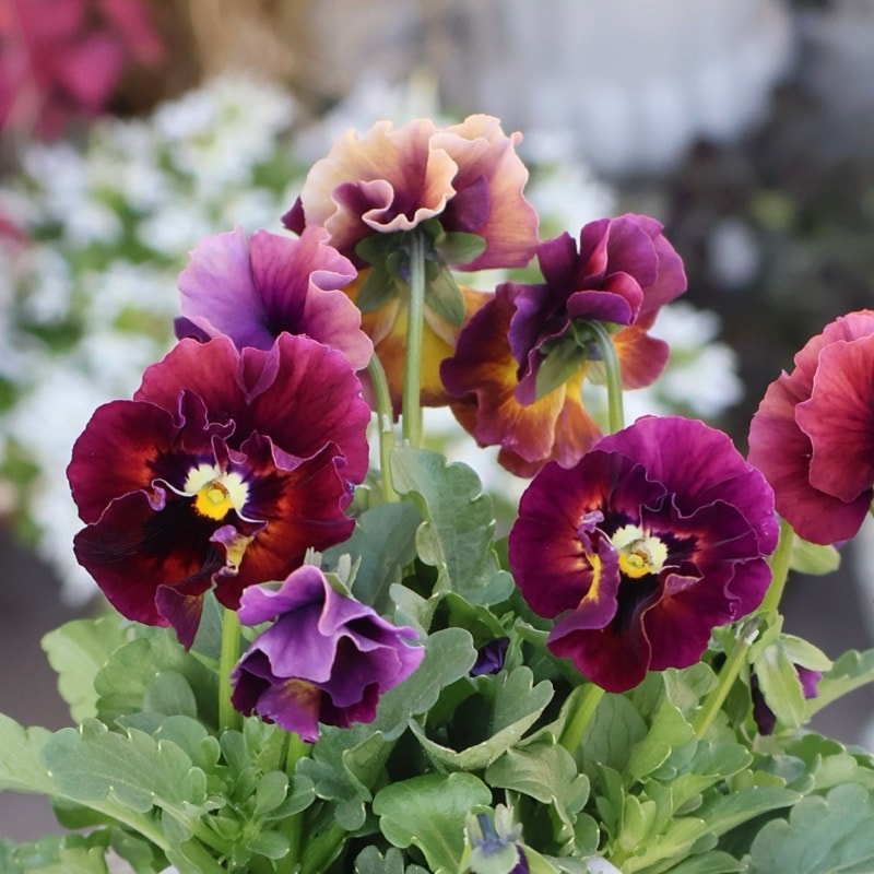 花日和さん育種フリル咲き「アイクルール」・2025年12月中下旬ごろ販売