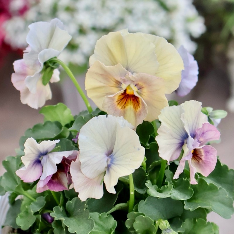 画像の現品1点限り☆桐生ふぁ~む×花日和さんのビオラ「アイクルール