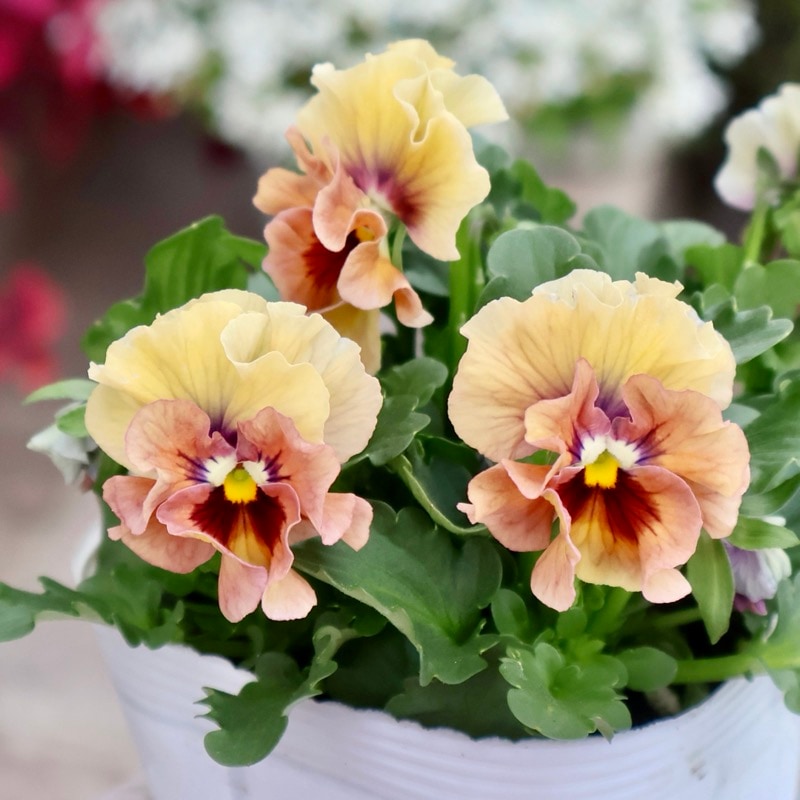 画像の現品1点限り☆桐生ふぁ~む×花日和さんのビオラ「アイクルール