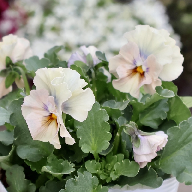 花日和さん育種フリル咲き「アイクルール」・2025年12月中下旬ごろ販売