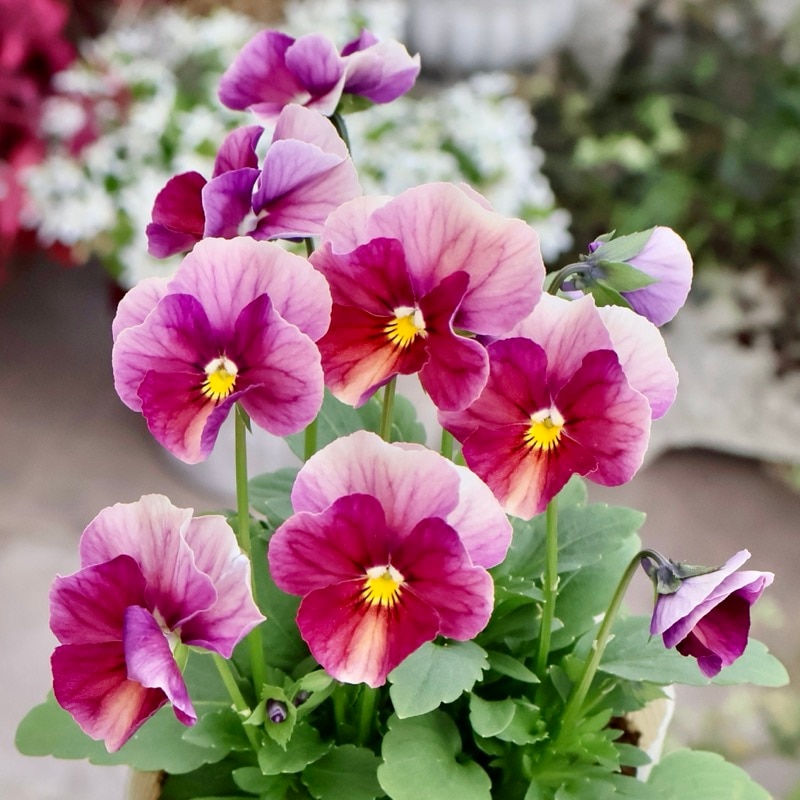 【画像の現品1点限り】Green Farmv Village(奥田園芸)さん育種のときめきビオラ「名無し」(SP10)