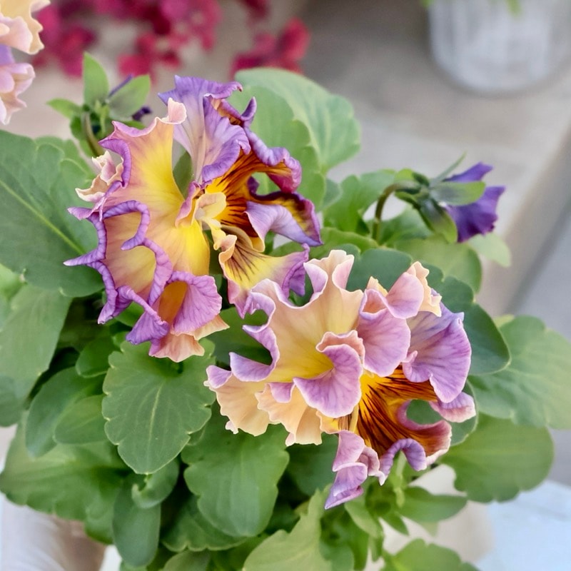 ハンドメイド♡♡水彩フラワーフリルツイン ハンドメイド♡♡水彩フラワーフリルツイン パープル