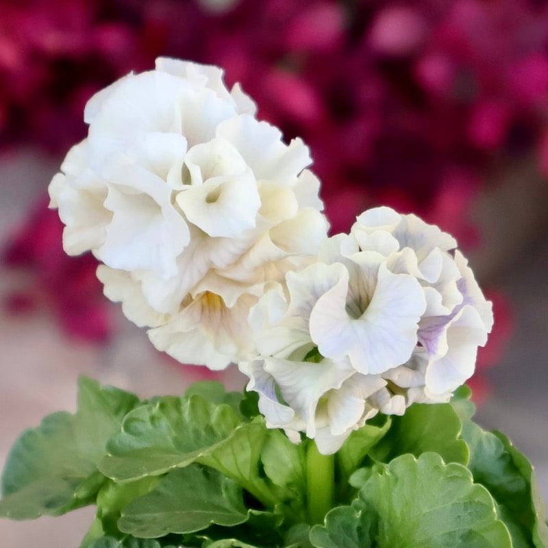 現品1点限り☆2025年NEWの希少品種☆フリルパンジー「彩翠華(さい