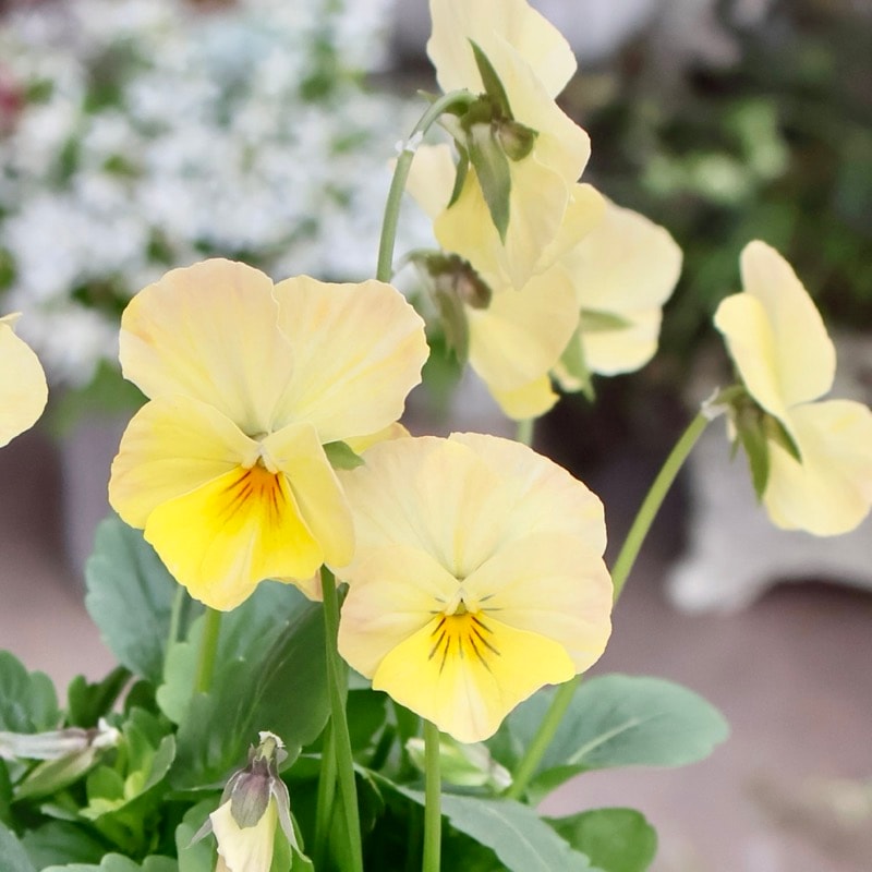 【画像の現品1点限り】Green Farmv Village(奥田園芸)さん育種のときめきビオラ「名無し」(SP11)