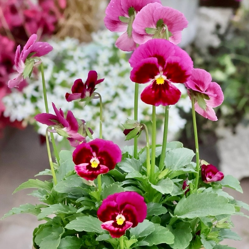 Green Farm Village(奥田)さん育種「ときめきビオラ」・～風散歩～