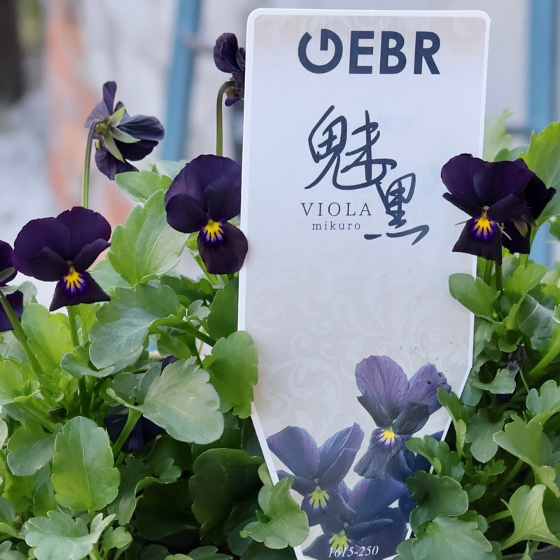 ゲブラナガトヨさん育種の「ミックスビオラ」・2025年10月下旬ごろ販売