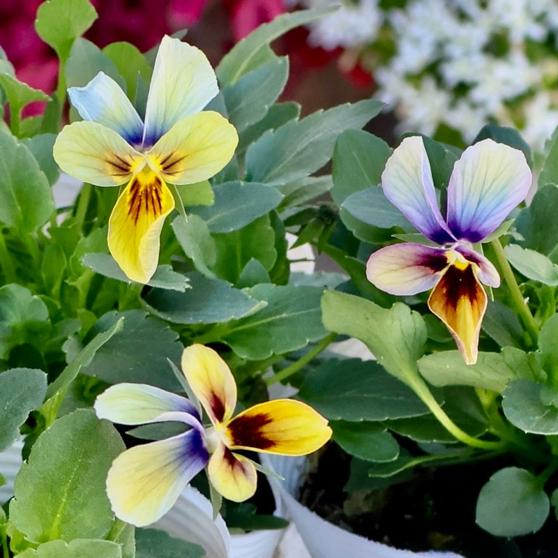 花苗うえたさん育種品種パピヨンワールド・2025年11月ごろ販売開始