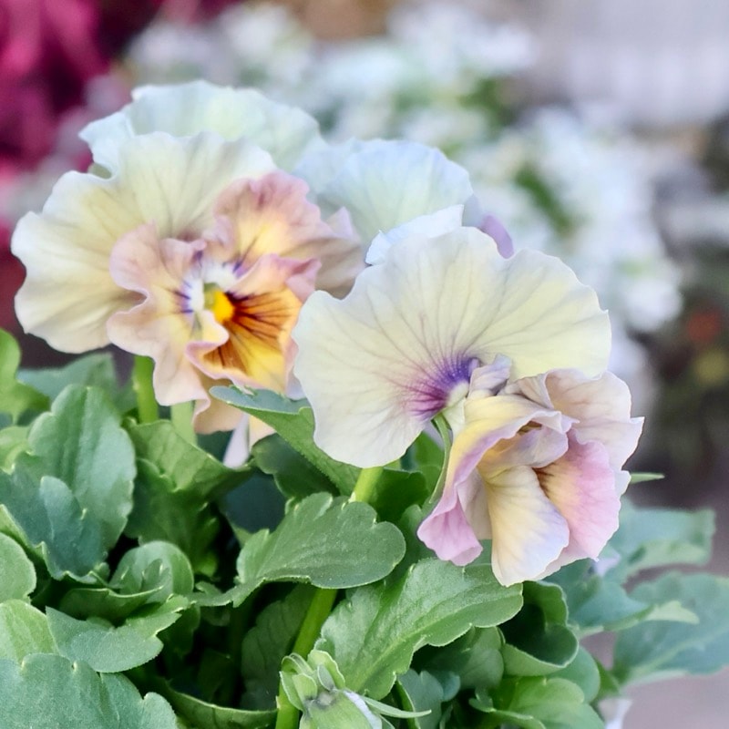 画像の現品1点限り★桐生ふぁ~む×花日和さんのビオラ「アイクルール」＜59番＞