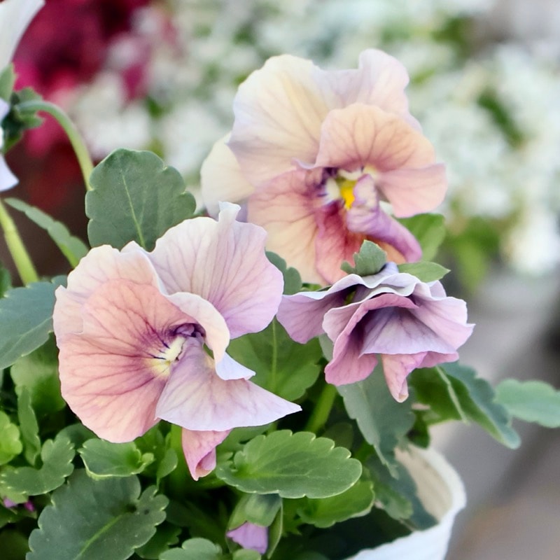 ＲＹＵビオラデコルテ✳︎ブルーイングアイクルール花苗フリルパンジー6株 RYUビオラデコルテ✳︎ブルーイングアイクルール花苗フリルパンジー