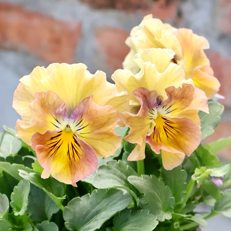 花日和さん育種フリル咲き「アイクルール」・2025年12月中下旬ごろ販売