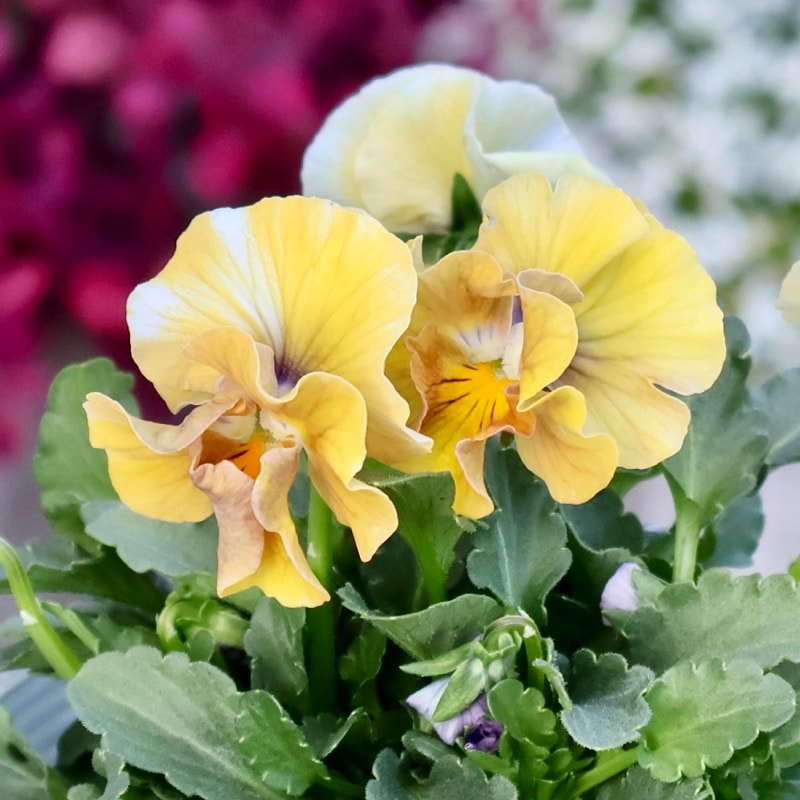 花日和さん育種フリル咲き「アイクルール」・2025年12月中下旬ごろ販売