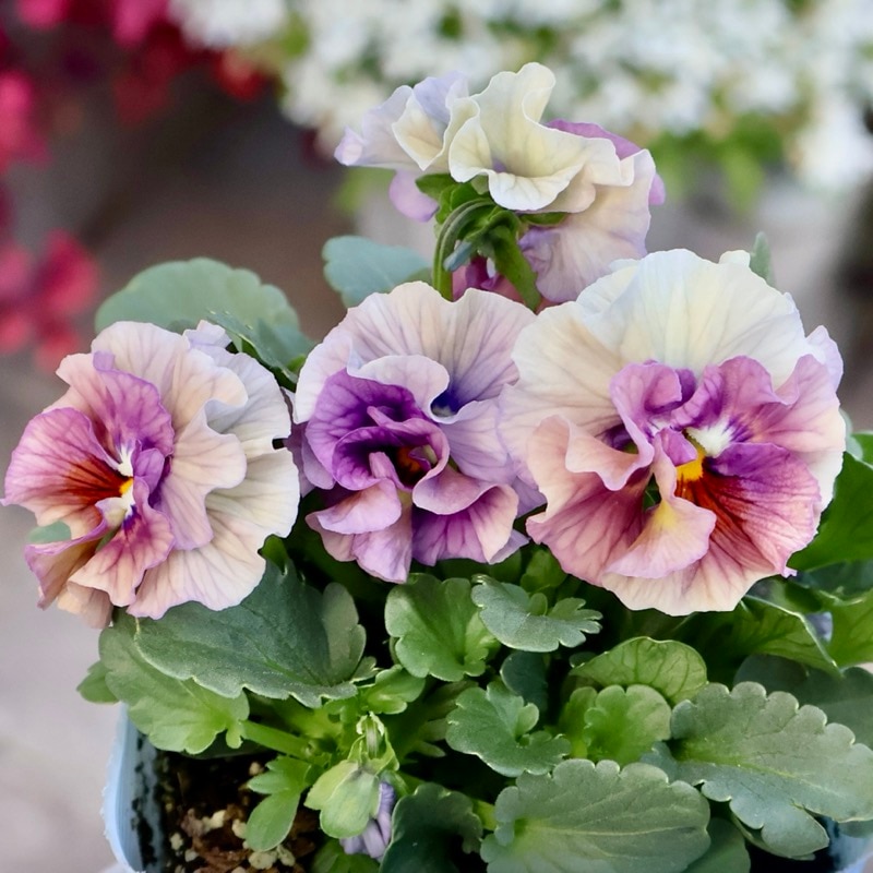 画像の現品1点限り☆桐生ふぁ~む×花日和さんのビオラ「アイクルール