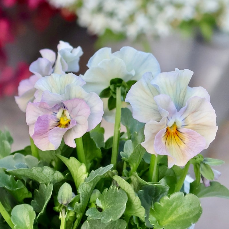 花日和さん育種フリル咲き「バンジー」＆「ビオラ」・2025年10月中下旬