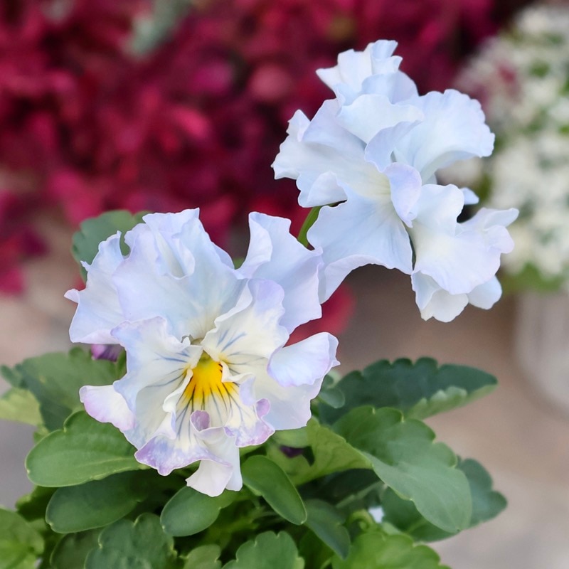 現品1点限り☆2025年NEWの希少品種☆フリルパンジー「彩翠華(さい