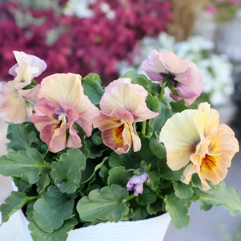 画像の現品1点限り☆桐生ふぁ~む×花日和さんのビオラ「アイクルール