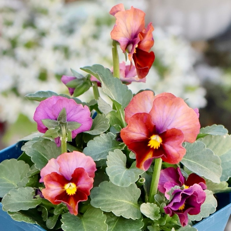 サトウ園芸さん育種「ヌーヴェルヴァーグ」・2025年10月下旬ごろ販売