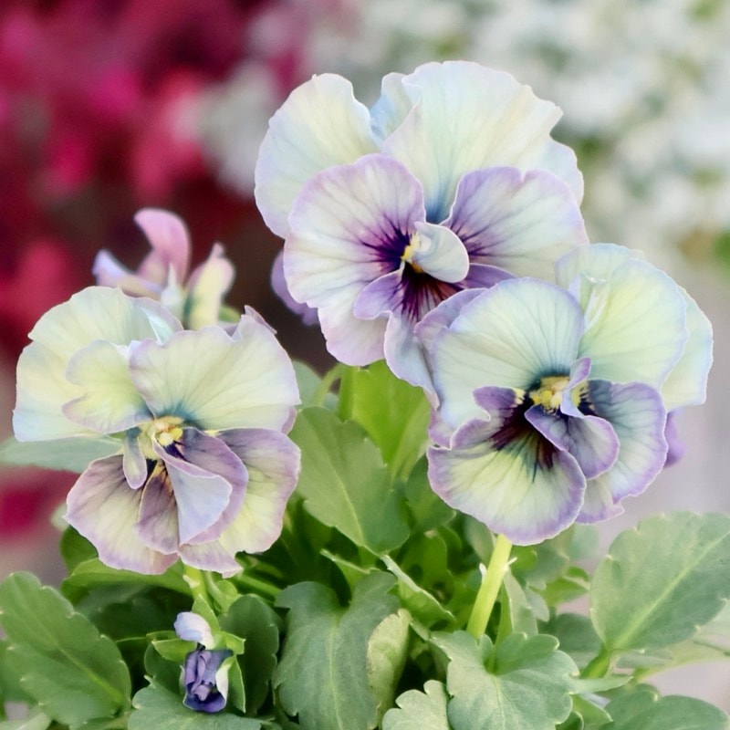 画像の現品1点限り☆北島園芸さんのアンティークビオラ「コルティルーチェ」＜34番＞